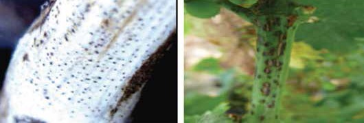 Bağda ölükol’un kışlık çubuklar üzerindeki belirtileri ve Bağda ölükol nedeniyle sürgünlerdeki nekrotik leke ve çatlamalar.